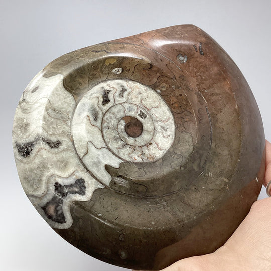 Ammonite Agoniatite - Rocks and Gems Canada