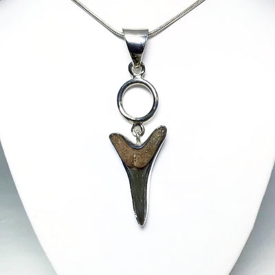 Fossilized Shark Tooth Pendant