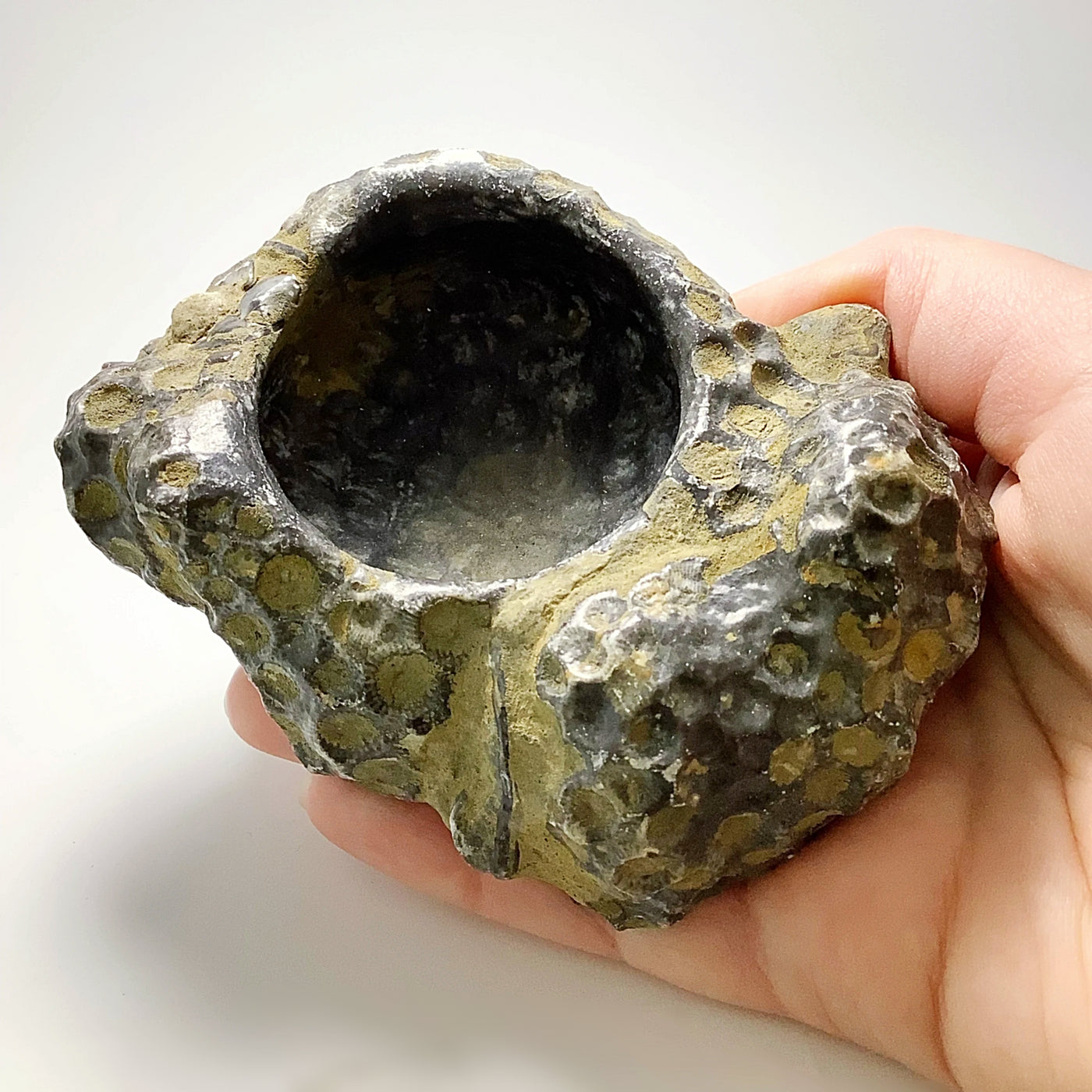 Fossilized Coral Bowl at $59 Each