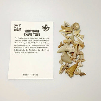 Mixed Small Fossilized Prehistoric Shark Teeth Kit