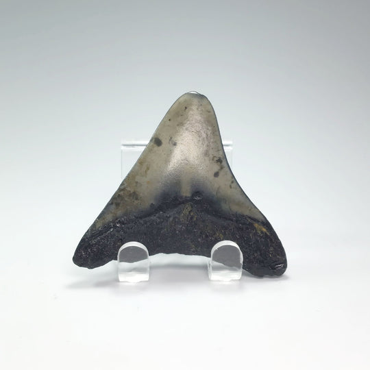 Fossilized Shark Tooth Specimen: Extinct Great White Shark - Rocks and Gems Canada