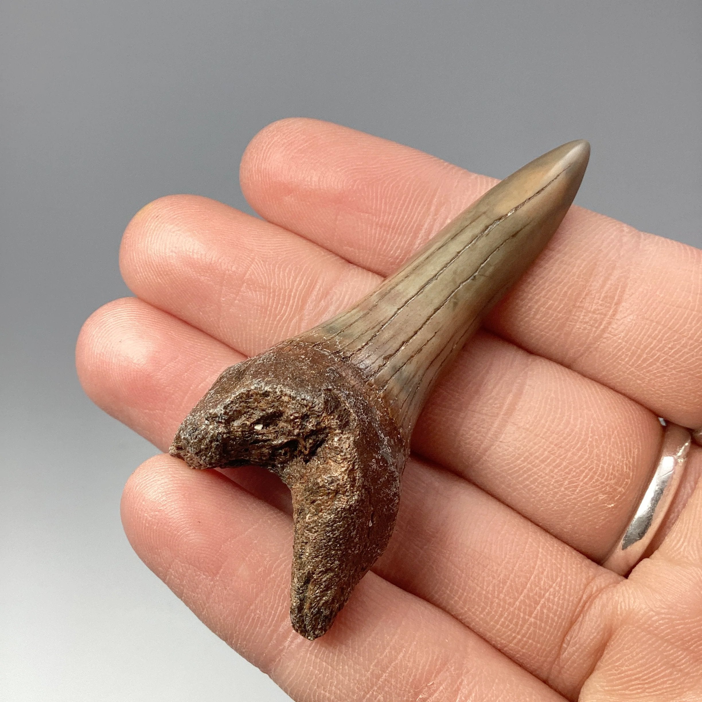 Fossilized Shark Tooth Specimen: Mako - Rocks and Gems Canada