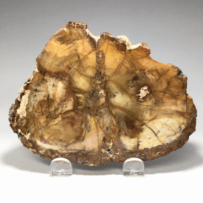 Petrified Wood Slice