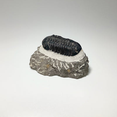 Trilobite Drotops Fossil