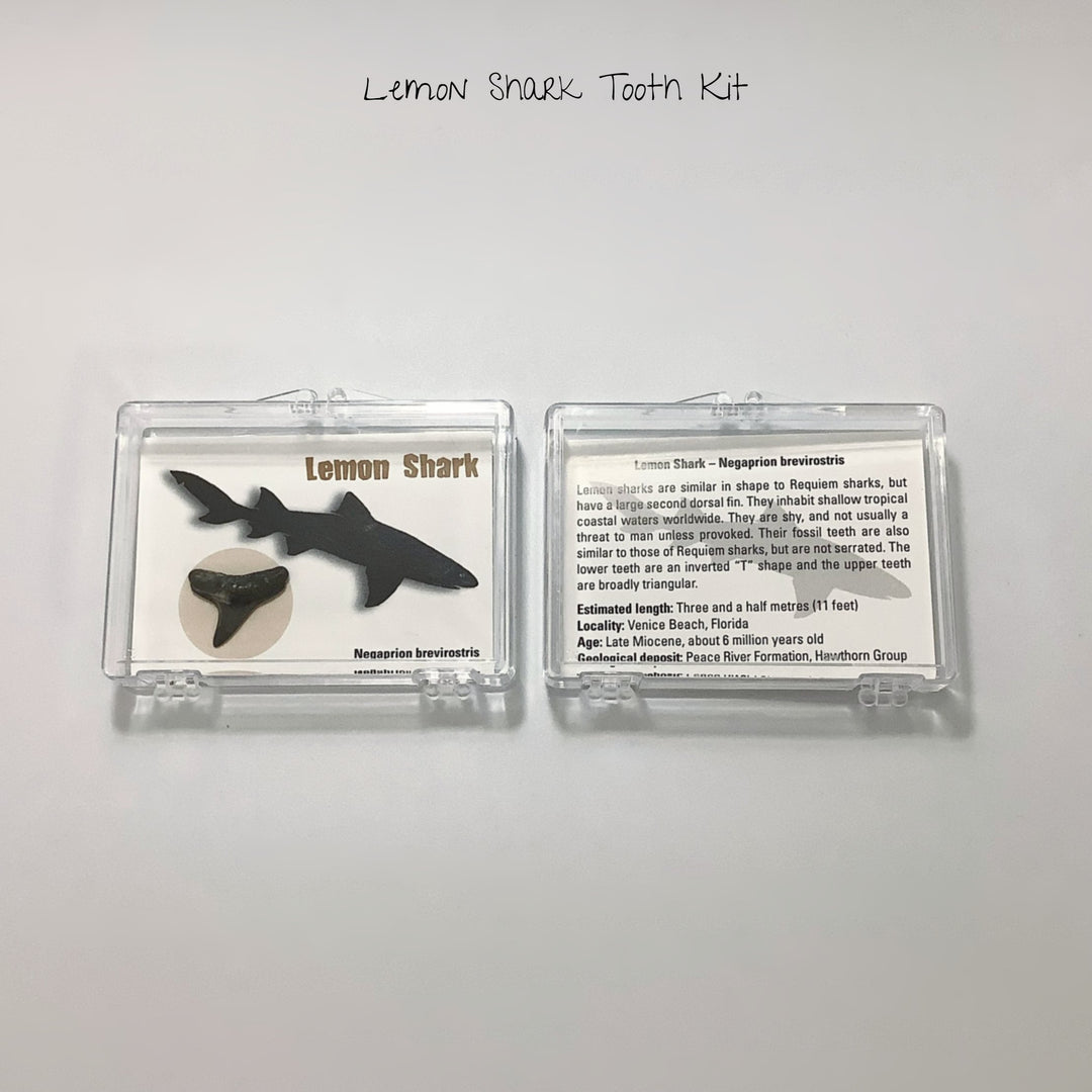 Small Fossilized Shark Tooth Kit - Rocks and Gems Canada