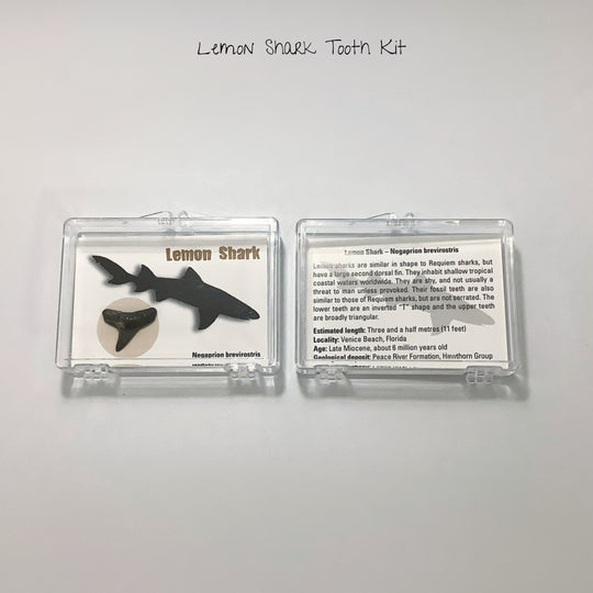 Small Fossilized Shark Tooth Kit - Rocks and Gems Canada