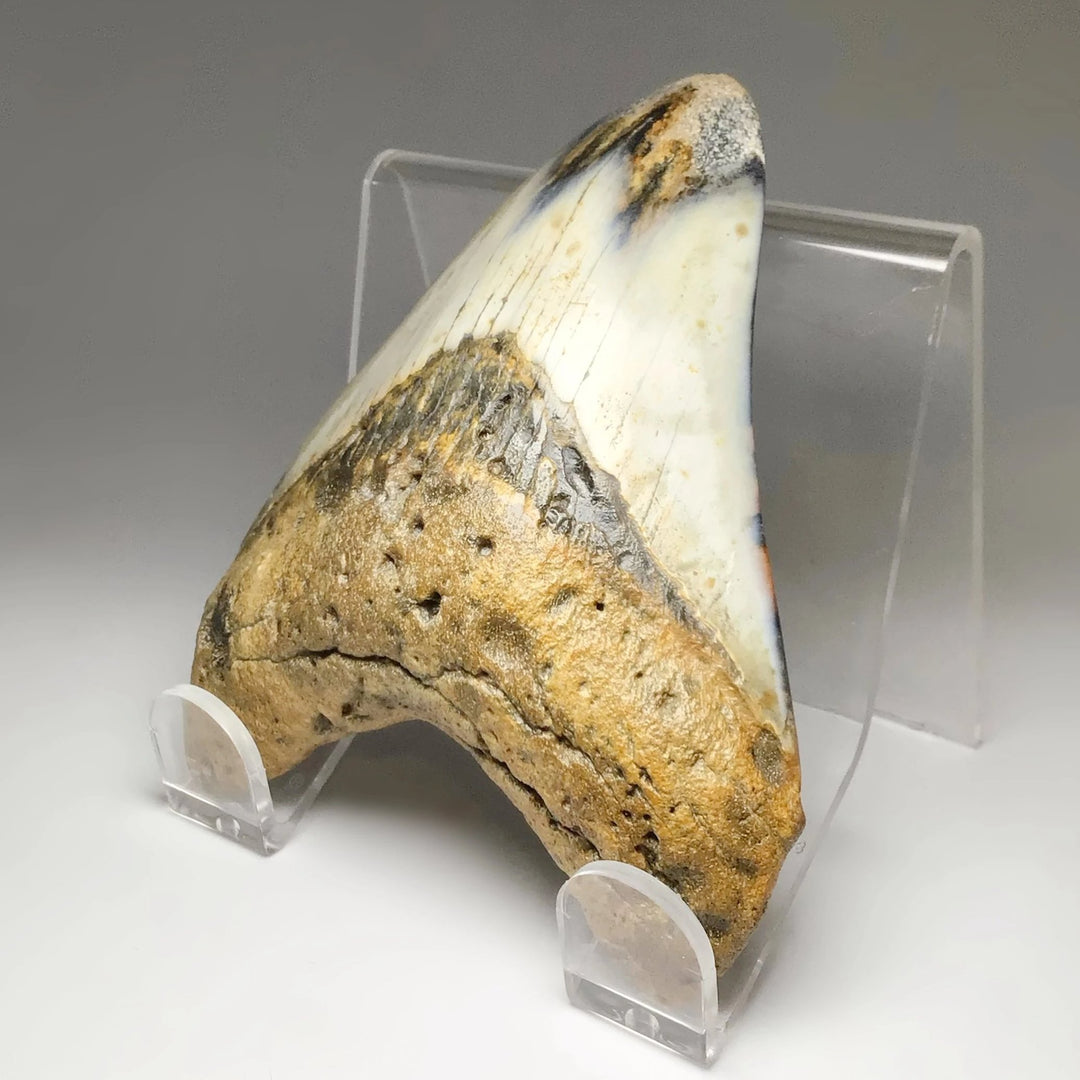 Fossilized Shark Tooth Specimen: Carcharodon Megalodon - Rocks and Gems Canada