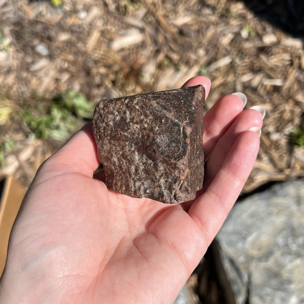 NWA Chondrite Meteorite - Rocks and Gems Canada