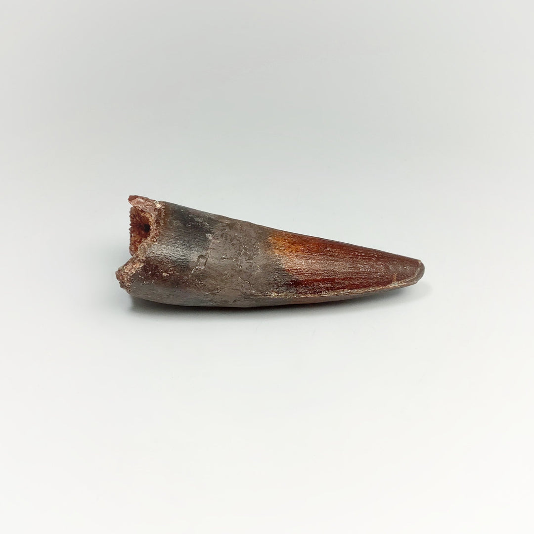 Fossilized Spinosaurus Tooth Specimen - Rocks and Gems Canada