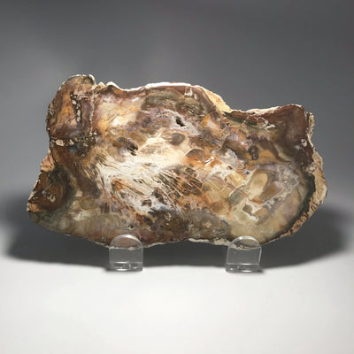 Petrified Wood Slice