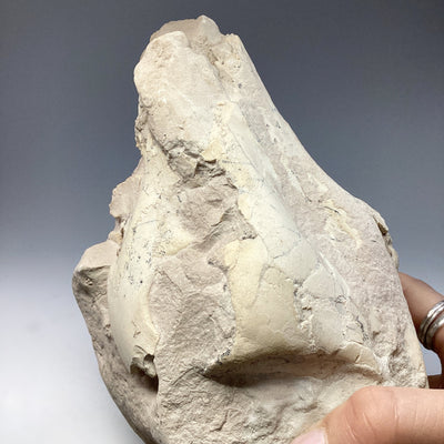 Fossilized Oreodon Skull Specimen
