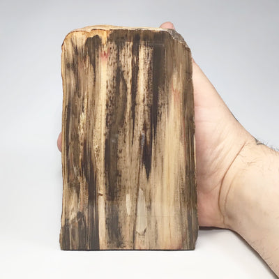 Petrified Wood Stand Up
