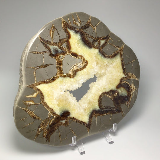 Septarian Slice - Rocks and Gems Canada