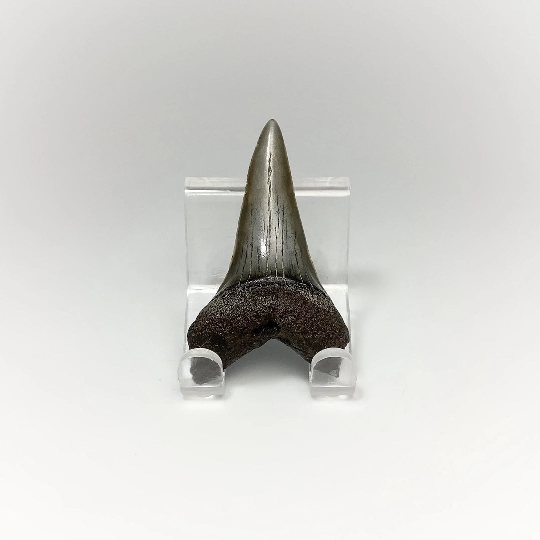 Fossilized Shark Tooth Specimen: Mako - Rocks and Gems Canada