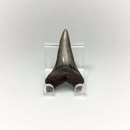 Fossilized Shark Tooth Specimen: Mako - Rocks and Gems Canada