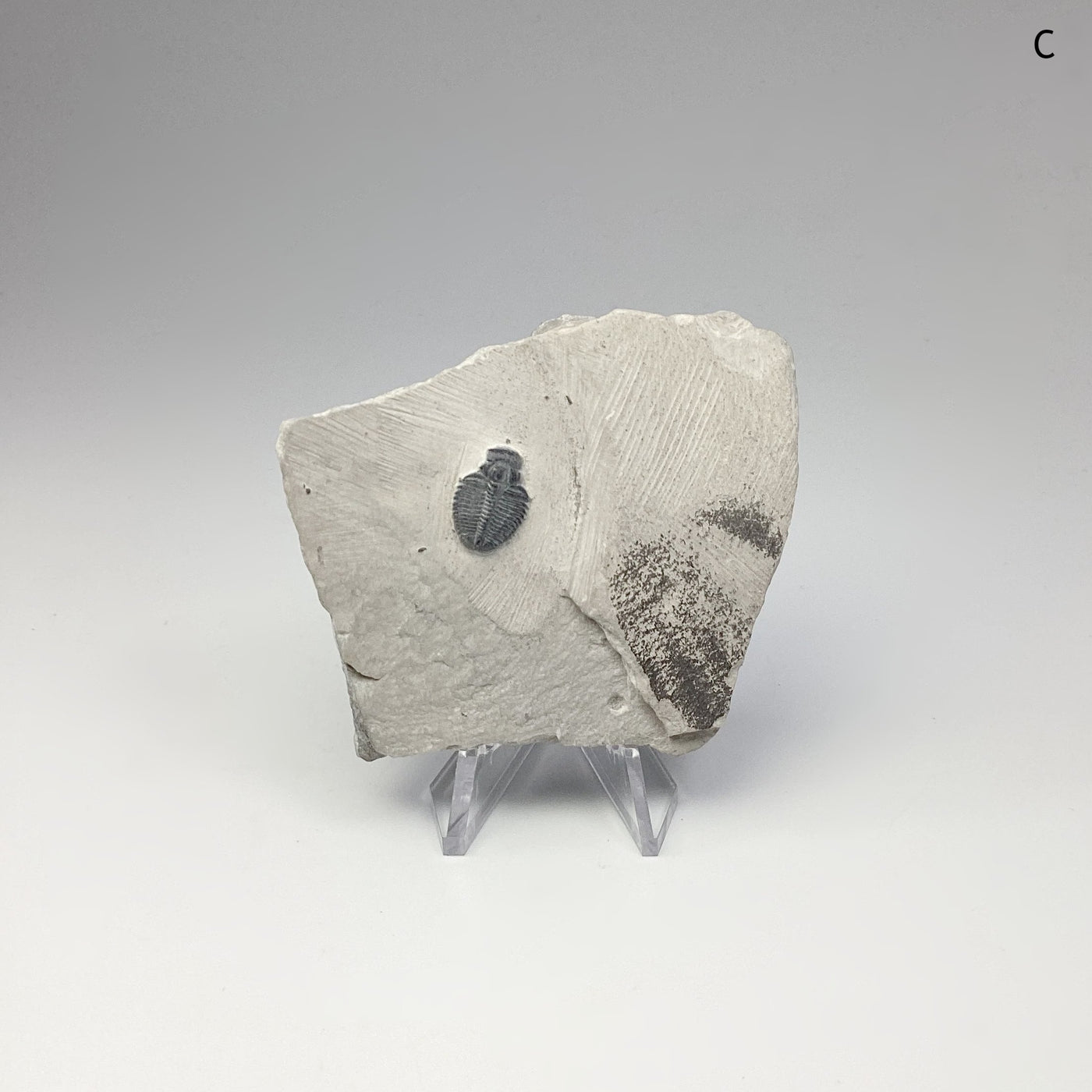 Trilobite Elrathia Kingii Fossil at $39 Each