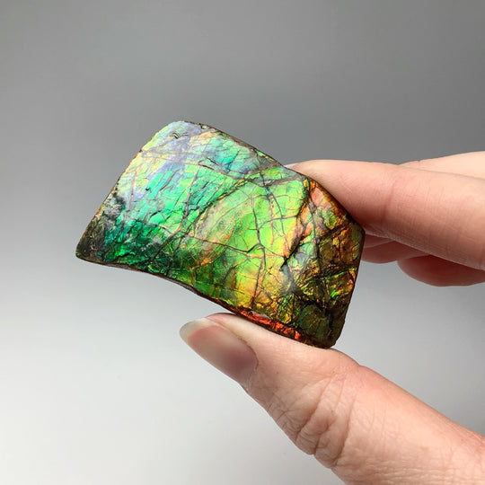 Ammolite Specimen - Rocks and Gems Canada
