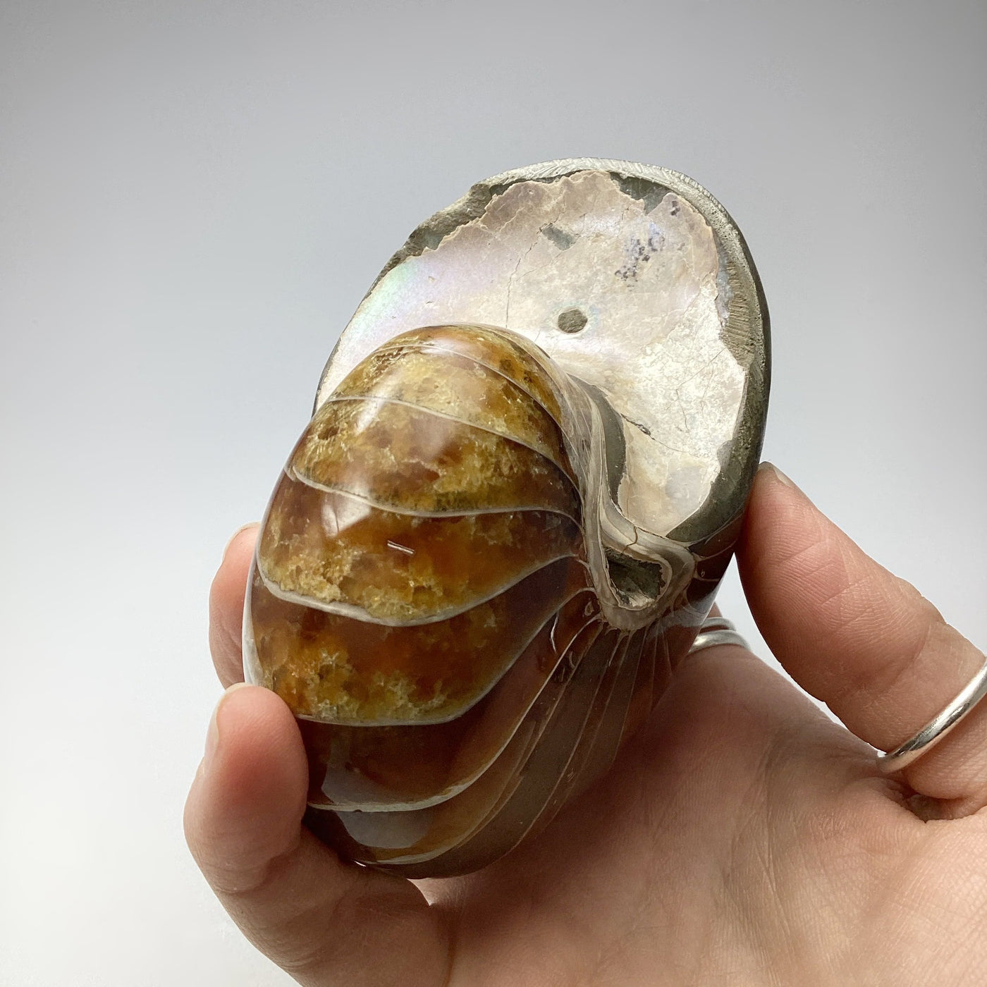 Ammonite Nautilus