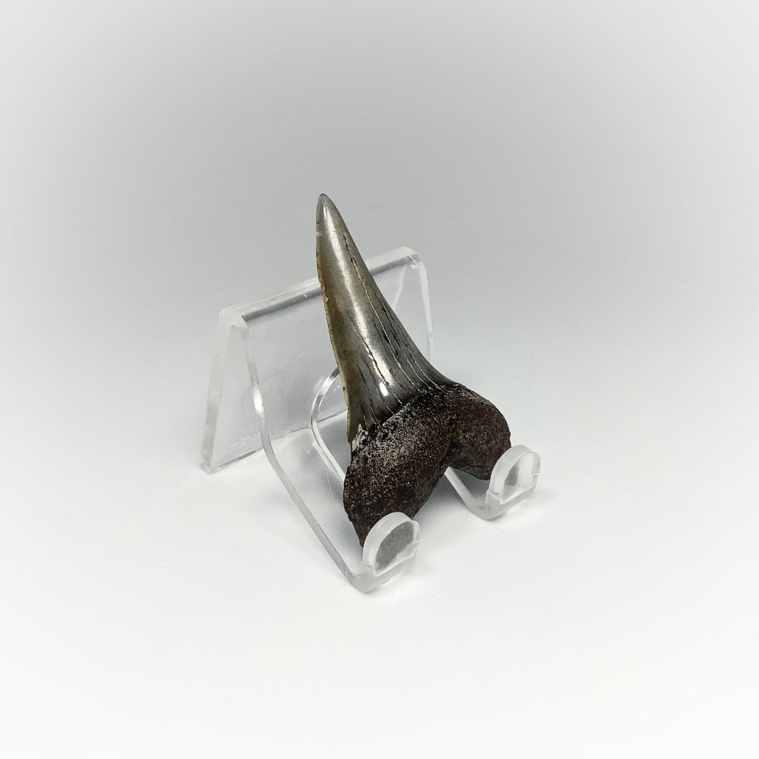 Fossilized Shark Tooth Specimen: Mako - Rocks and Gems Canada