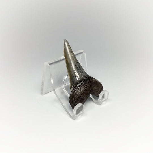 Fossilized Shark Tooth Specimen: Mako - Rocks and Gems Canada