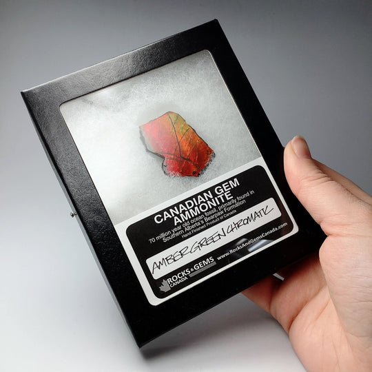 Ammolite Gem Display Box - Rocks and Gems Canada