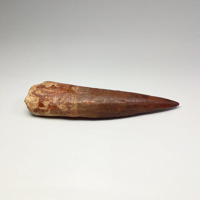 Fossilized Spinosaurus Tooth Specimen