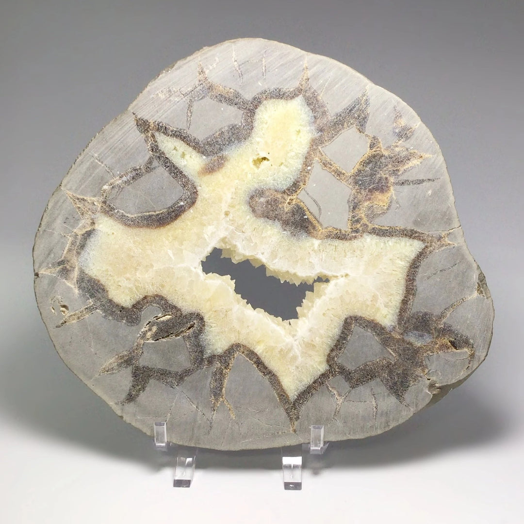 Septarian Slice - Rocks and Gems Canada