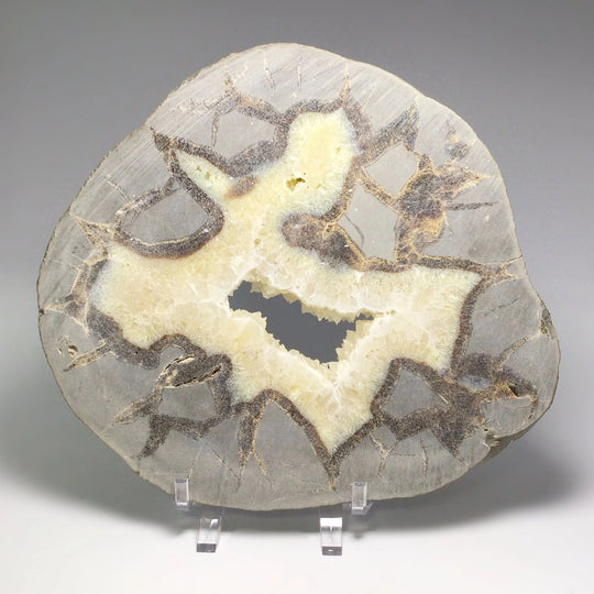Septarian Slice - Rocks and Gems Canada