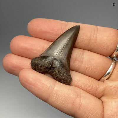Fossilized Shark Tooth Specimen: Great White Shark