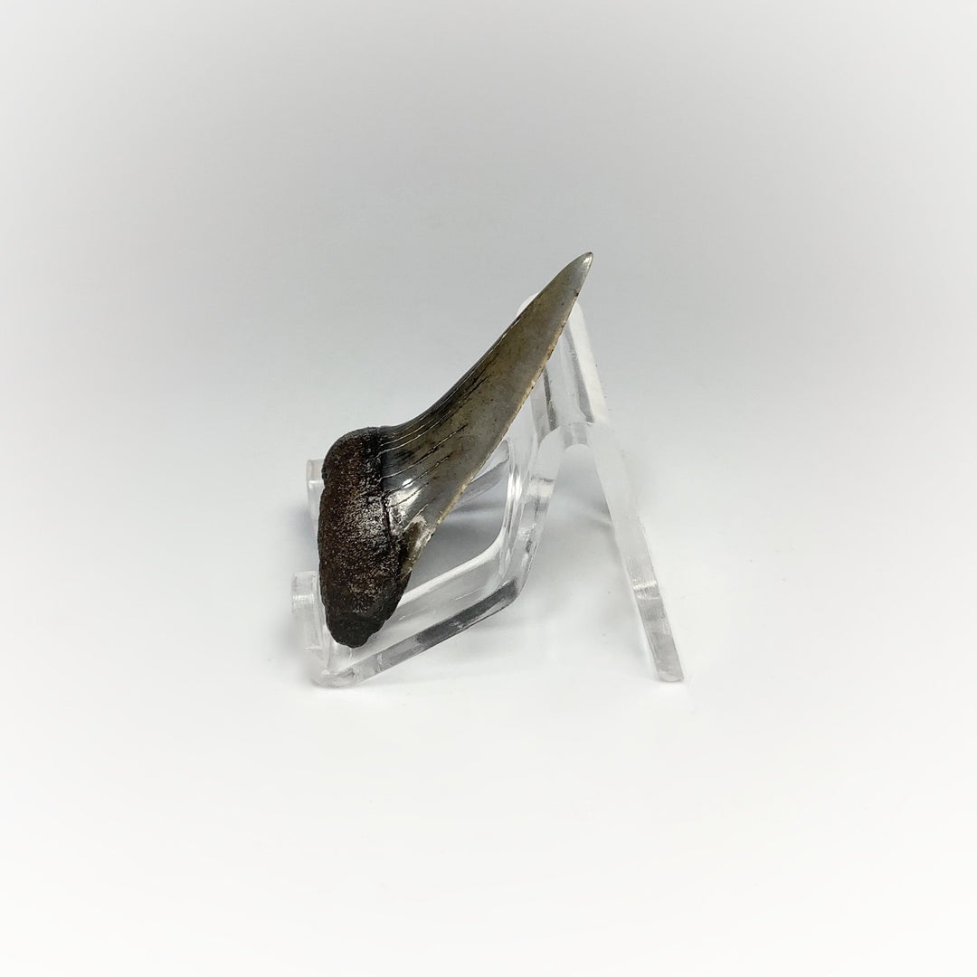 Fossilized Shark Tooth Specimen: Mako - Rocks and Gems Canada