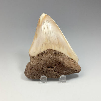 Fossilized Shark Tooth Specimen: White Pacific Megalodon