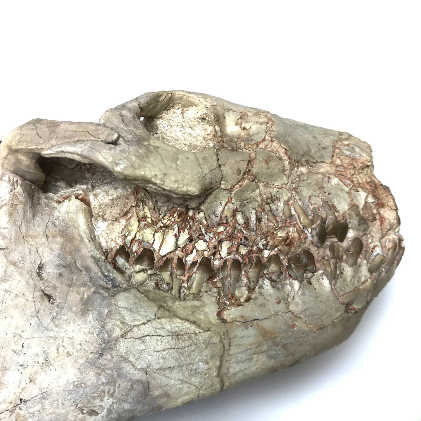 Fossilized Oreodon Skull Specimen