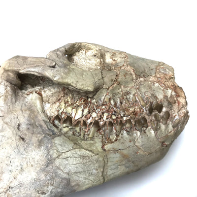 Fossilized Oreodon Skull Specimen