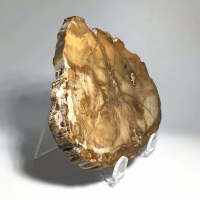 Petrified Wood Slice