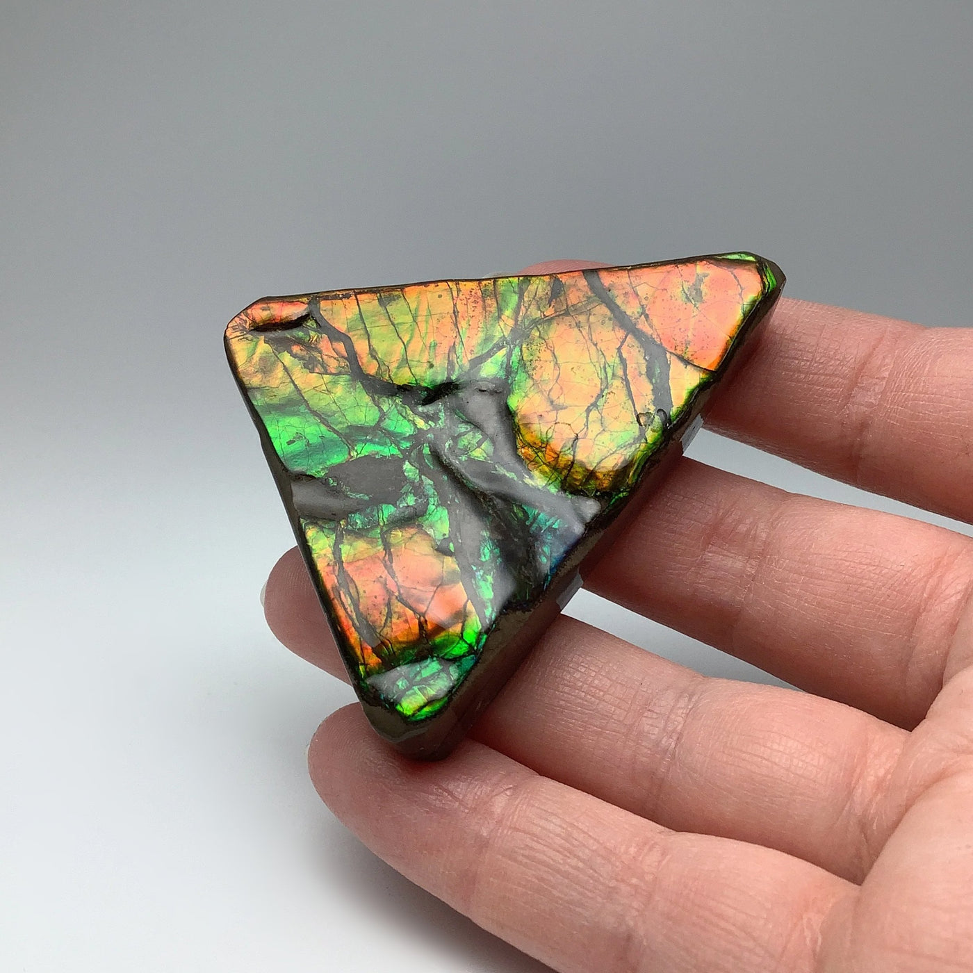 Ammolite Specimen