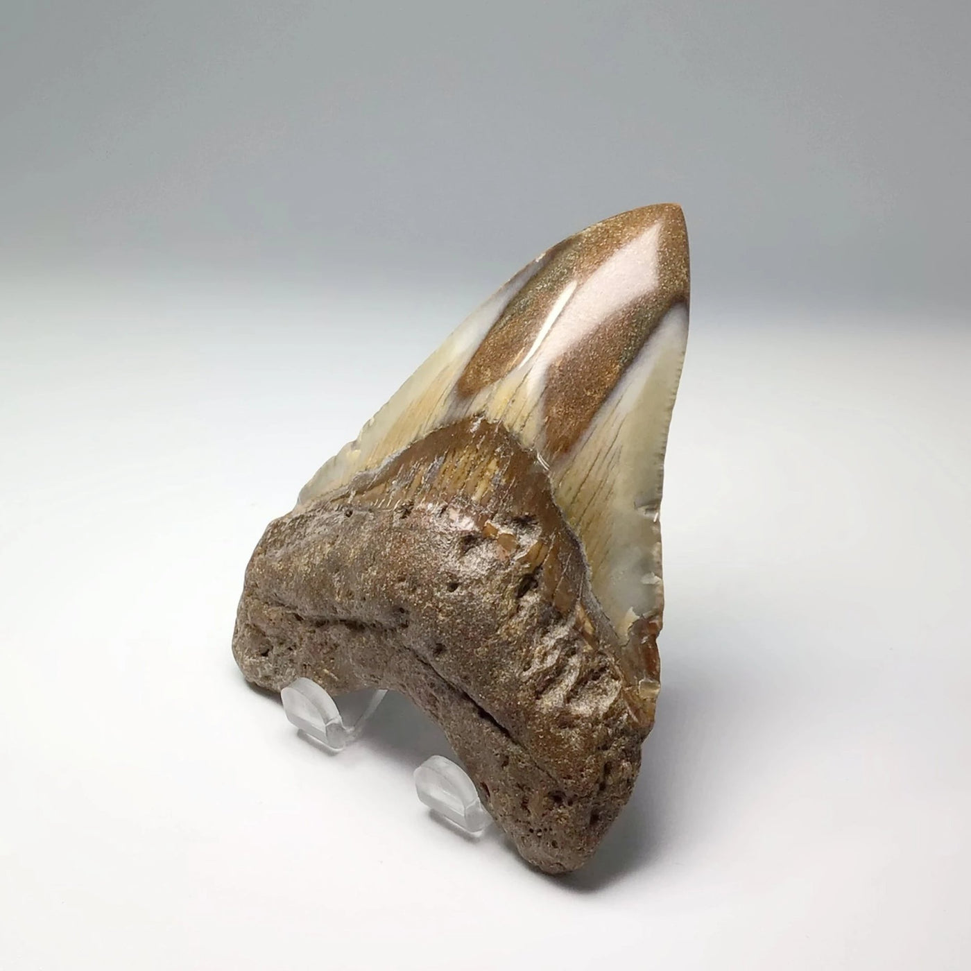 Fossilized Shark Tooth Specimen: Carcharodon Megalodon