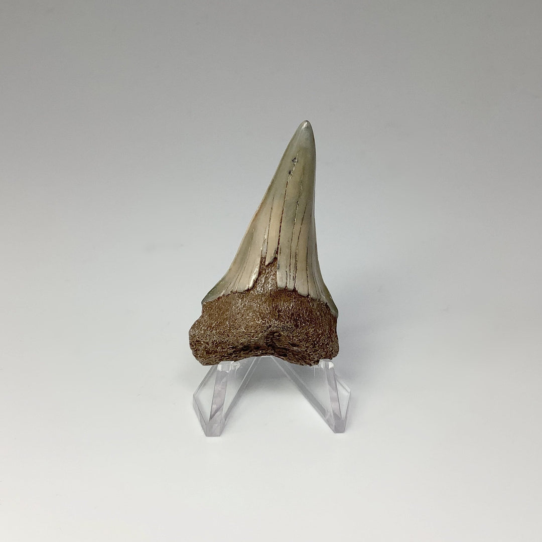 Fossilized Shark Tooth Specimen: Mako - Rocks and Gems Canada