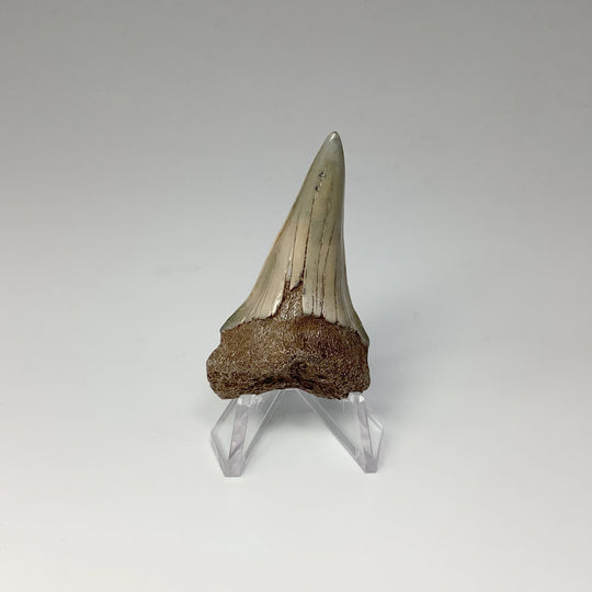 Fossilized Shark Tooth Specimen: Mako - Rocks and Gems Canada