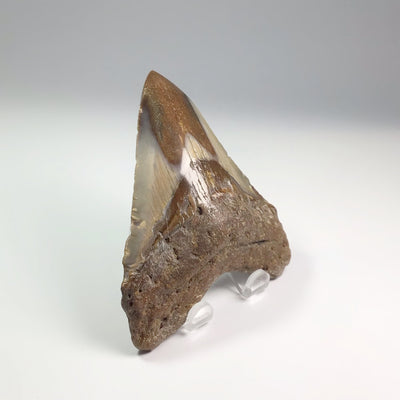 Fossilized Shark Tooth Specimen: Carcharodon Megalodon