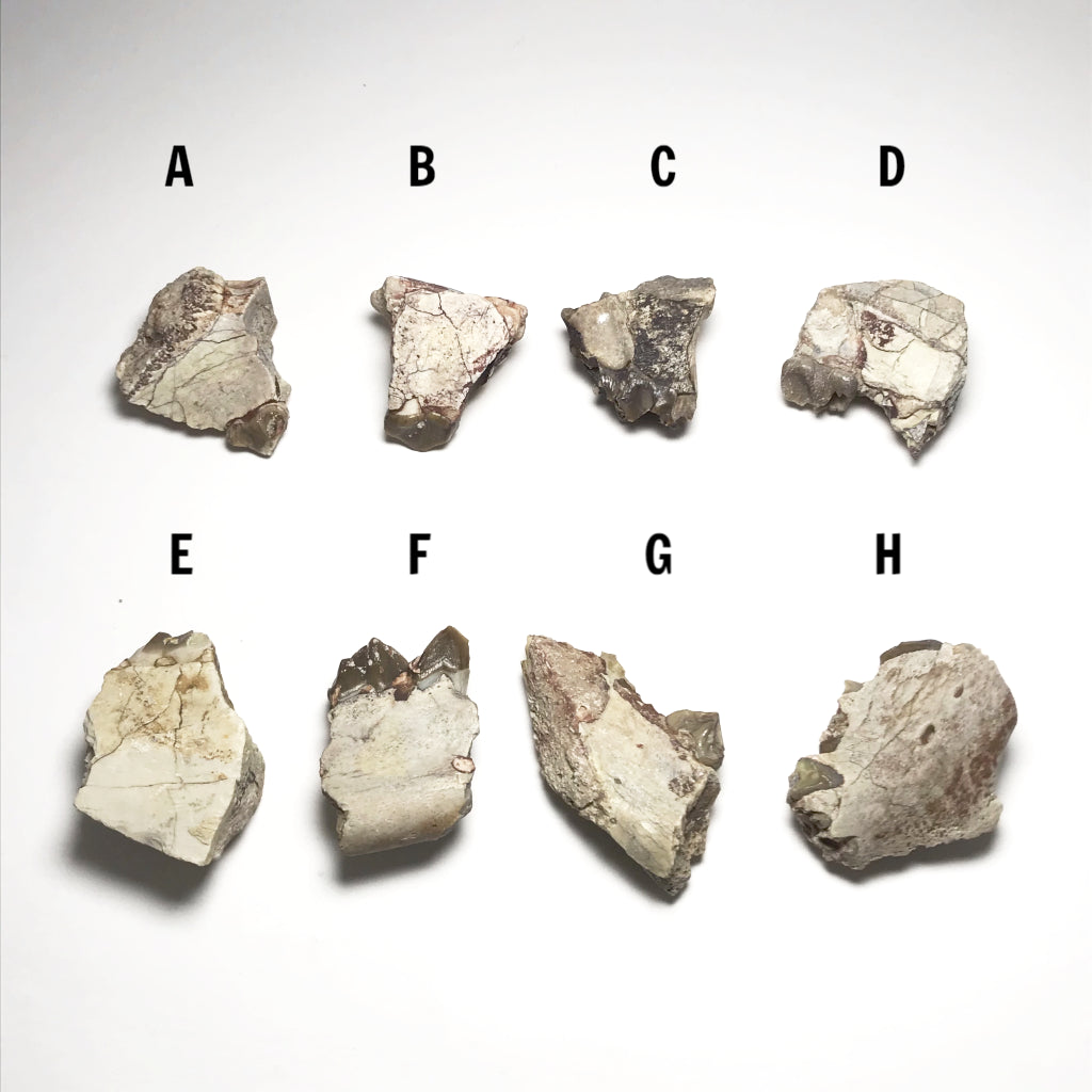 Fossilized Oreodon Teeth Specimen