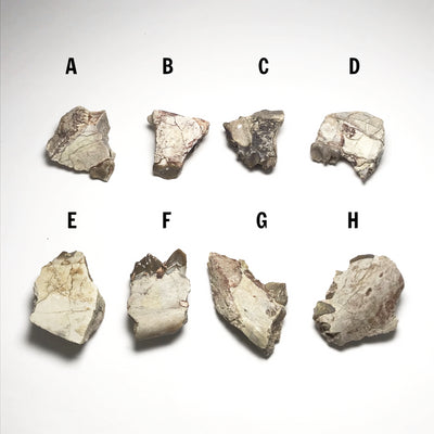 Fossilized Oreodon Teeth Specimen