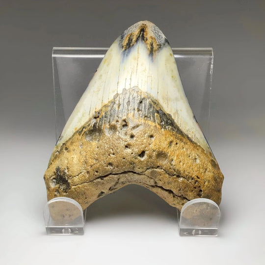 Fossilized Shark Tooth Specimen: Carcharodon Megalodon - Rocks and Gems Canada