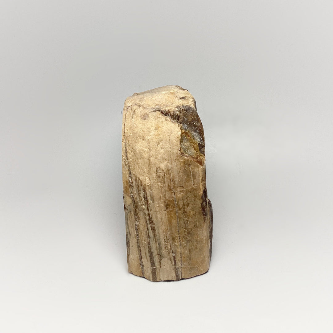 Petrified Wood Stand Up