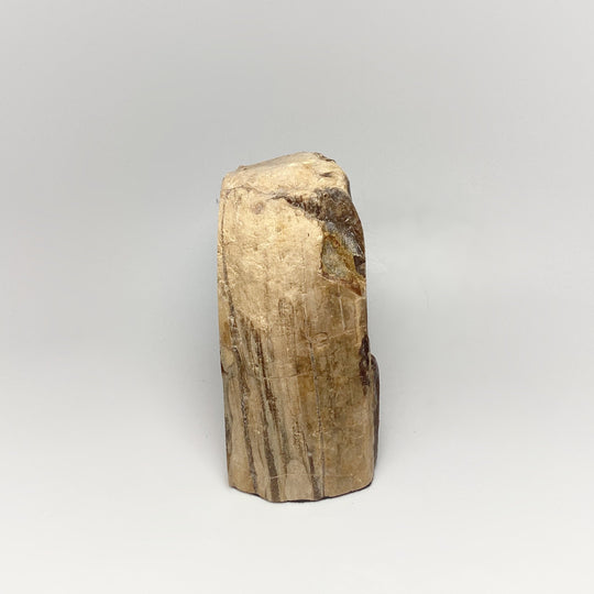 Petrified Wood Stand Up