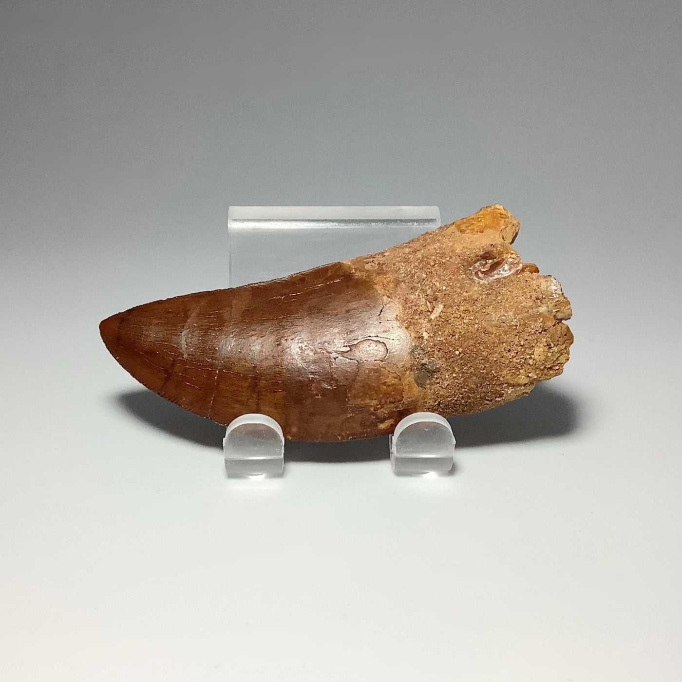 Fossilized Carcharodontosaurus Dinosaur Tooth Specimen