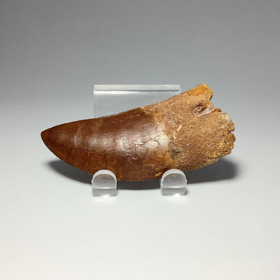 Fossilized Carcharodontosaurus Dinosaur Tooth Specimen