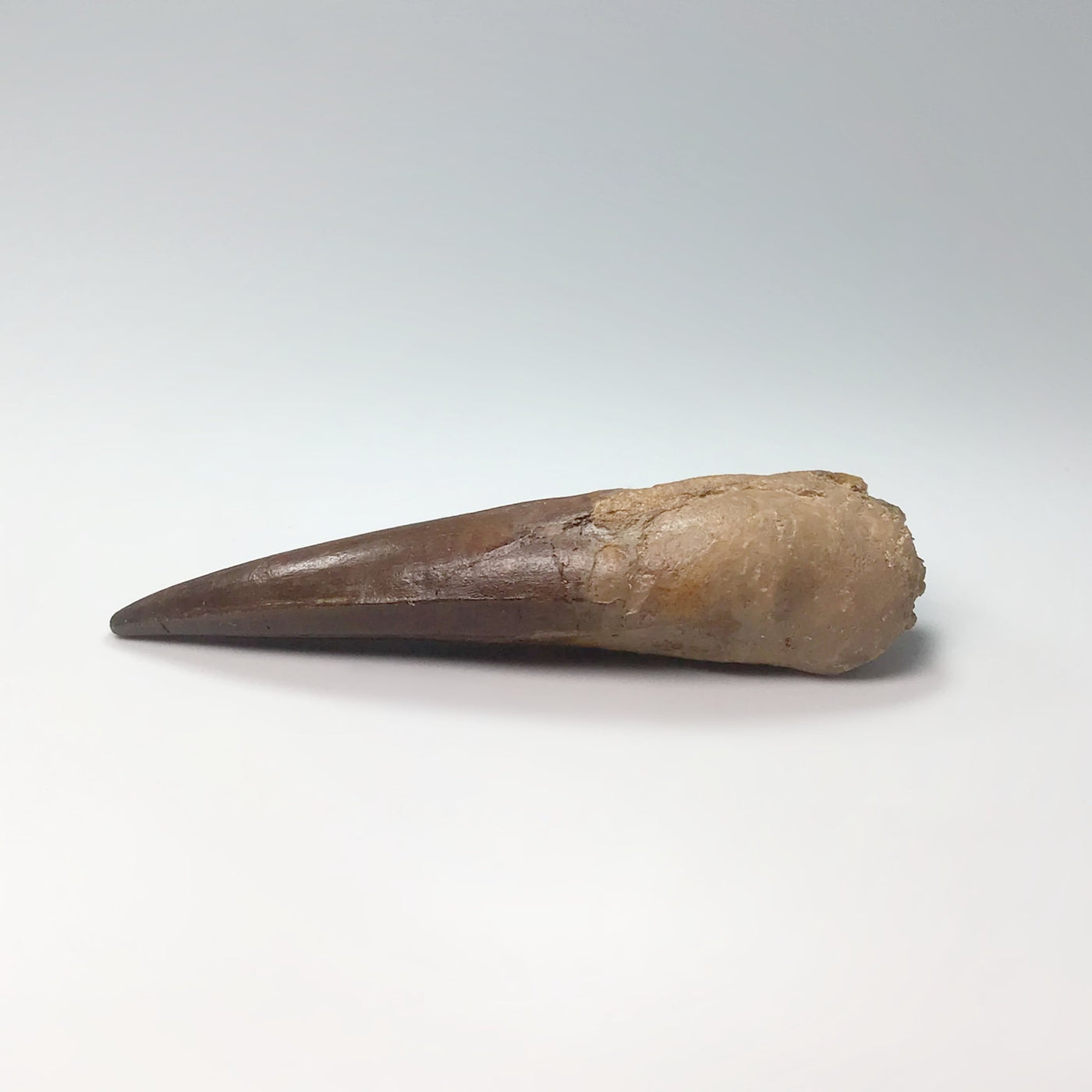 Fossilized Spinosaurus Tooth Specimen