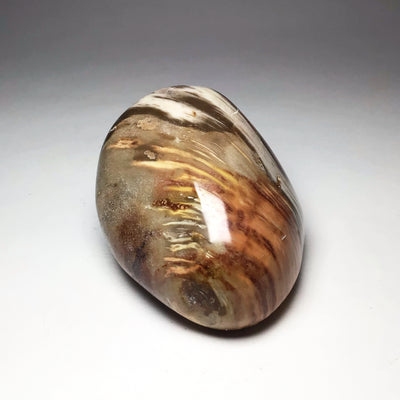 Araucaria Petrified Wood Tumble