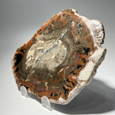 Araucaria Petrified Wood Slice