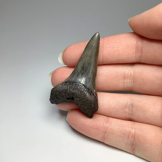 Fossilized Shark Tooth Specimen: Mako - Rocks and Gems Canada